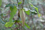 Angularfruit milkvine